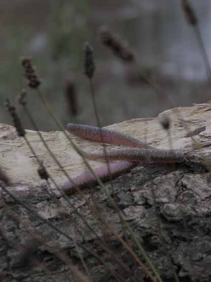 Noike Machobee Bild 13