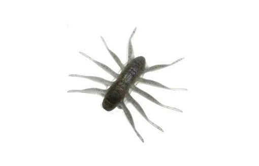 BAUM Designo BOFU55 Farbe Cinnamon JDM Softbait